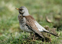 Fieldfare Turdus pilaris
