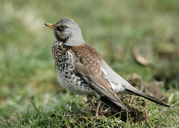 Fieldfare Turdus pilaris