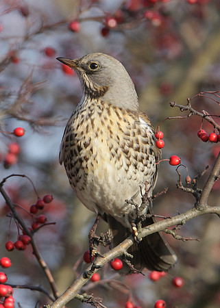 Fieldfare Turdus pilaris