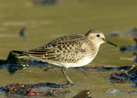 Bairds Sandpiper Calidris bairdii