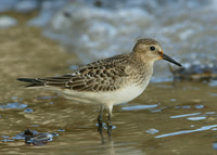 Bairds Sandpiper Flamborough Oct 2004