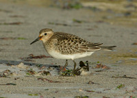 Bairds Sandpiper Calidris bairdii