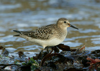 Bairds Sandpiper Calidris bairdii