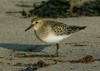 Bairds Sandpiper Calidris bairdii