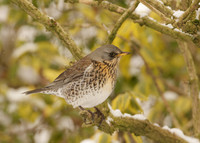 Fieldfare Turdus pilaris
