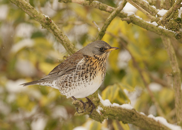 Fieldfare Turdus pilaris