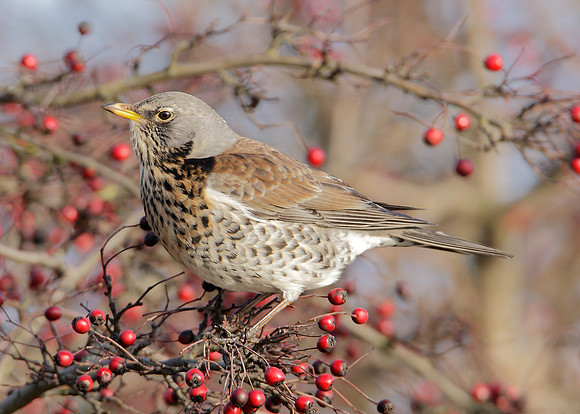 Fieldfare Turdus pilaris