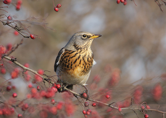 Fieldfare Turdus pilaris