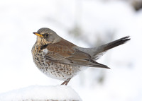 Fieldfare Turdus pilaris