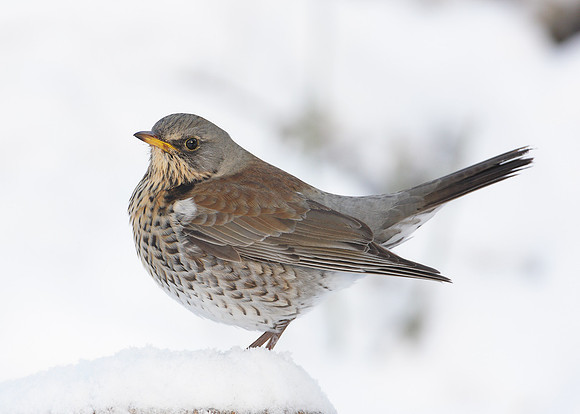 Fieldfare Turdus pilaris