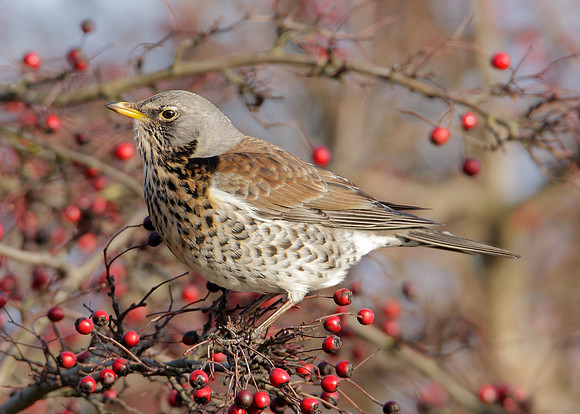 Fieldfare Turdus pilaris