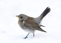 Fieldfare Turdus pilaris