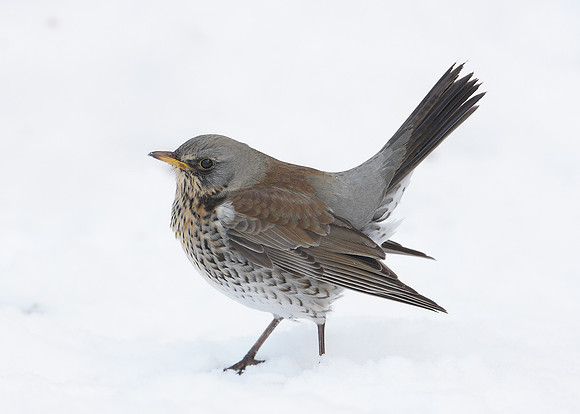 Fieldfare Turdus pilaris