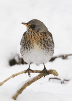Fieldfare Turdus pilaris