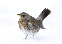 Fieldfare Turdus pilaris