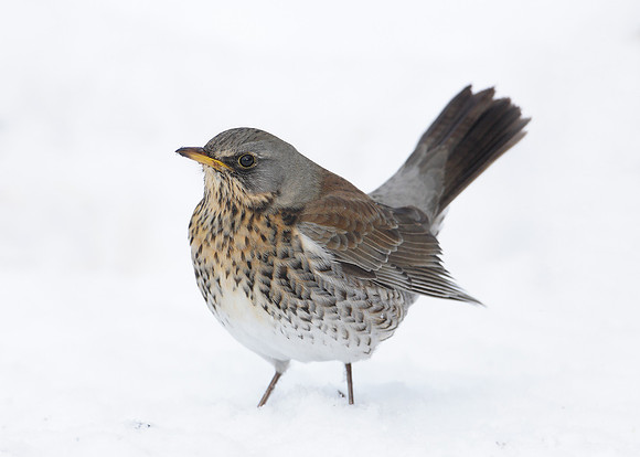 Fieldfare Turdus pilaris