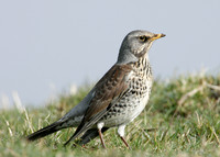 Fieldfare Turdus pilaris