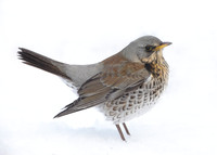Fieldfare Turdus pilaris