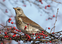 Fieldfare Turdus pilaris