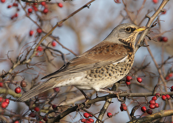Fieldfare Turdus pilaris