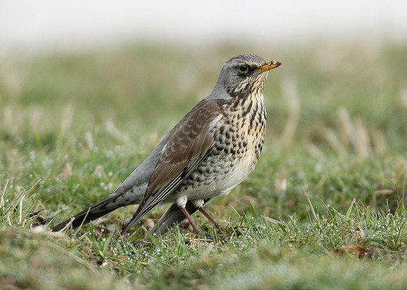 Fieldfare Turdus pilaris