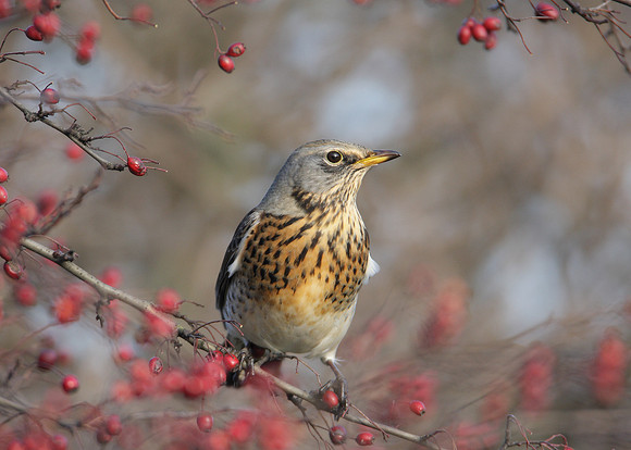 Fieldfare Turdus pilaris