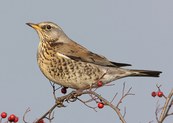 Fieldfare Turdus pilaris