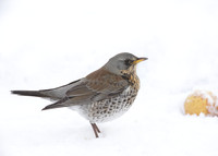 Fieldfare Turdus pilaris