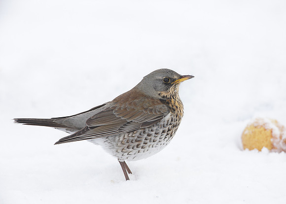 Fieldfare Turdus pilaris