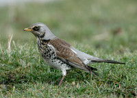 Fieldfare Turdus pilaris