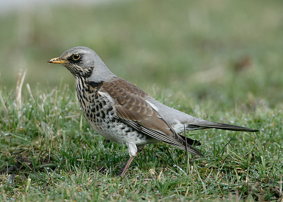 Fieldfare Turdus pilaris