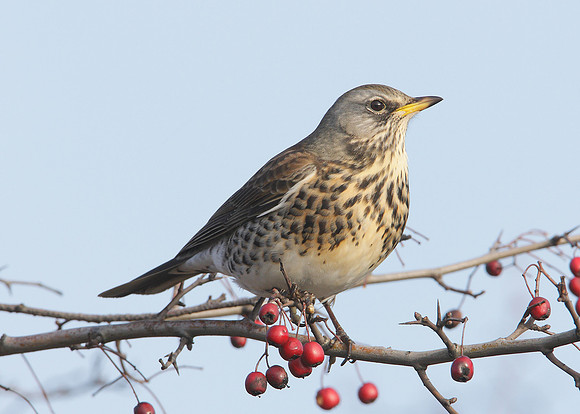 Fieldfare Turdus pilaris