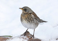 Fieldfare Turdus pilaris