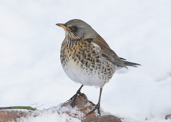 Fieldfare Turdus pilaris