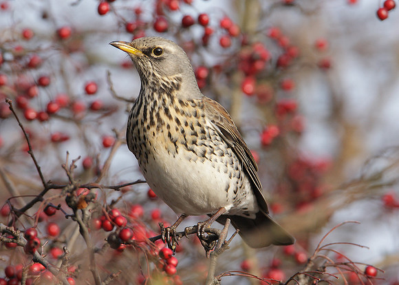 Fieldfare Turdus pilaris