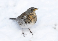 Fieldfare Turdus pilaris