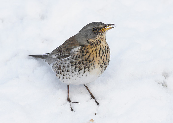 Fieldfare Turdus pilaris