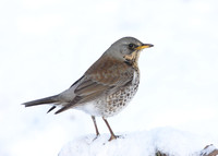Fieldfare Turdus pilaris
