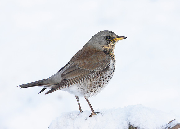 Fieldfare Turdus pilaris