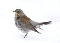 Fieldfare Turdus pilaris