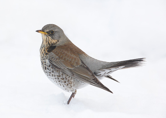 Fieldfare Turdus pilaris