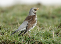Fieldfare Turdus pilaris