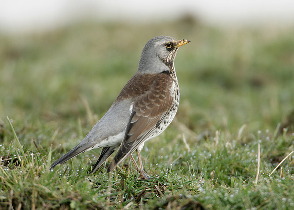Fieldfare Turdus pilaris