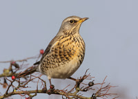 Fieldfare Turdus pilaris