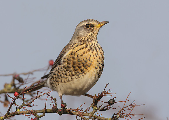 Fieldfare Turdus pilaris