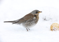 Fieldfare Turdus pilaris