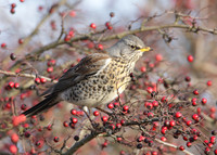 Fieldfare Turdus pilaris