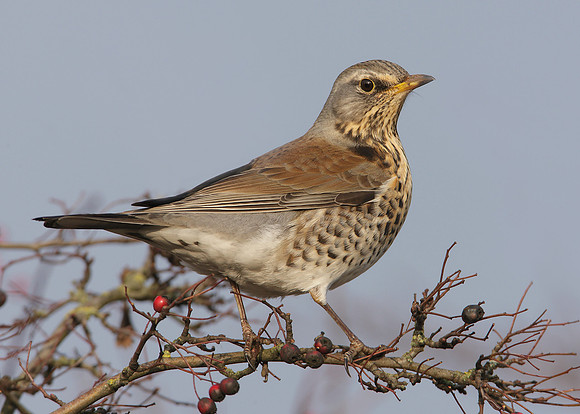 Fieldfare Turdus pilaris
