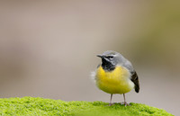 Grey Wagtail Motacilla cinerea