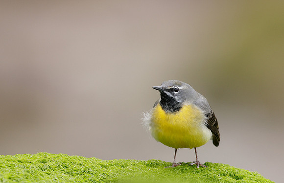 Grey Wagtail Motacilla cinerea